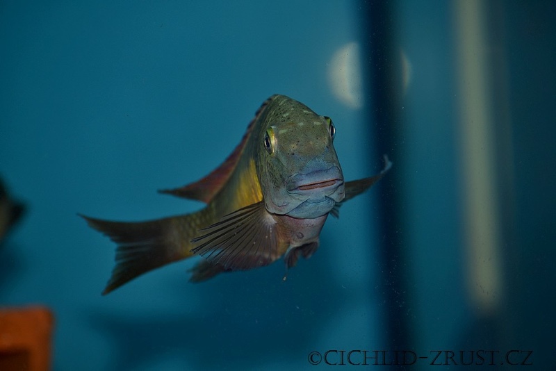 Tropheus moorii 'Kasanga'